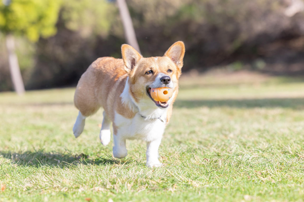 Medium Fetch Ball X438